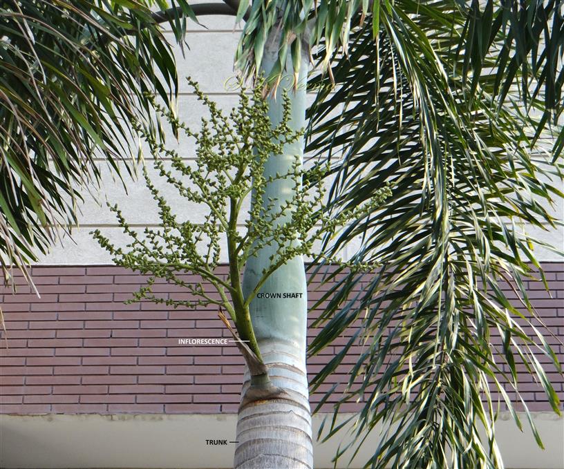  Plant bearing inflorescence